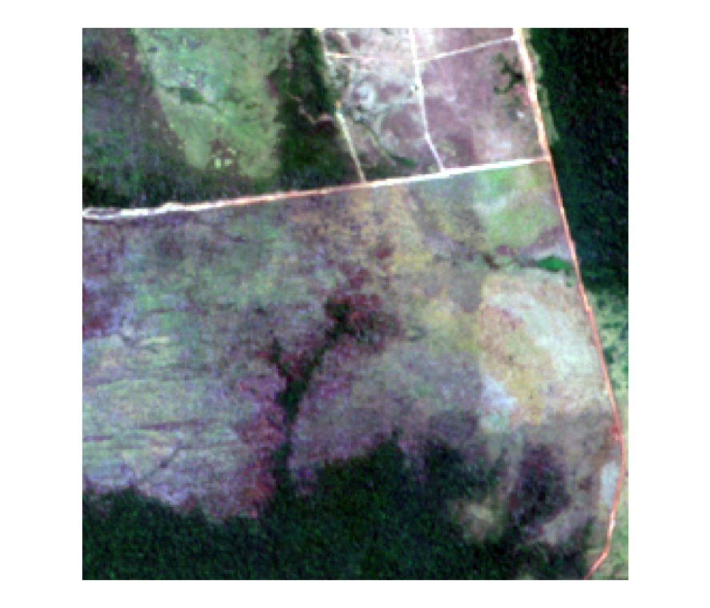 Burn pattern with vegetation recovering, frame 1