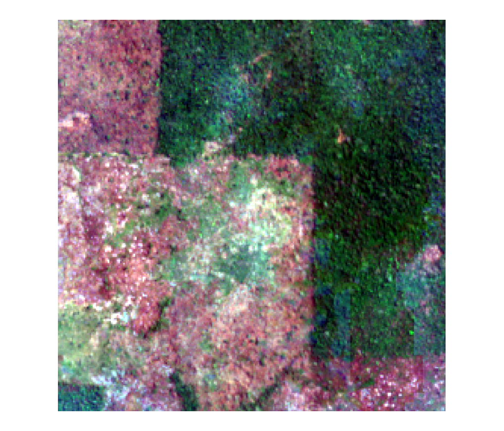 Burn pattern with vegetation recovering, frame 2