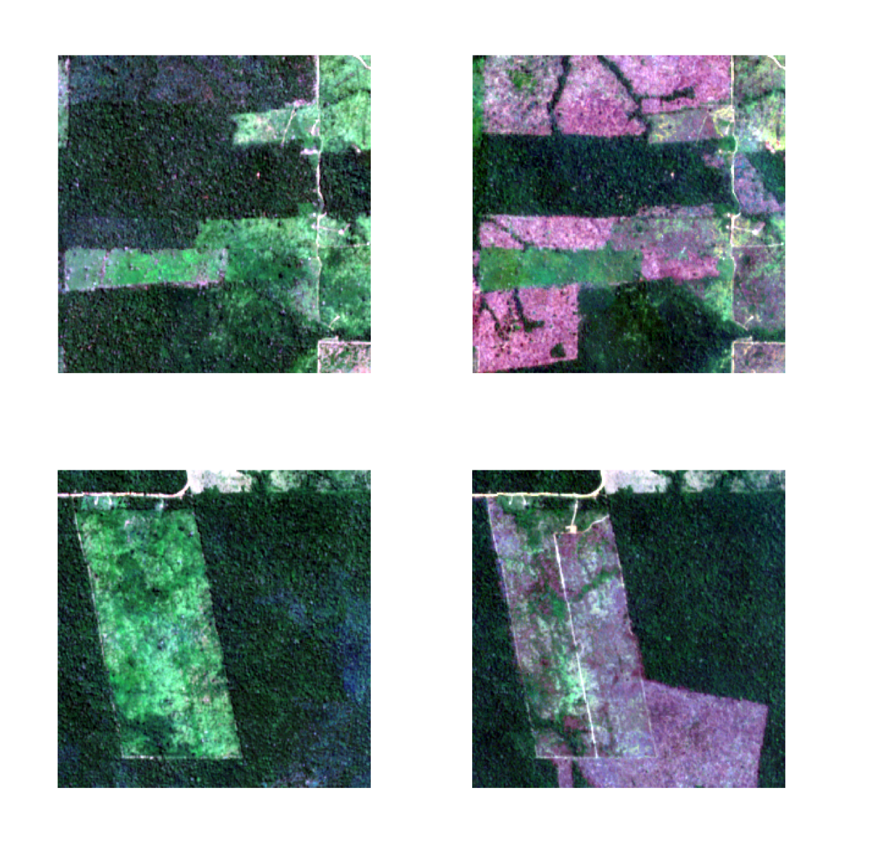 Sample chips where conversion occurred between the planting and harvest time windows, with pink burn scars marking newly opened fields
